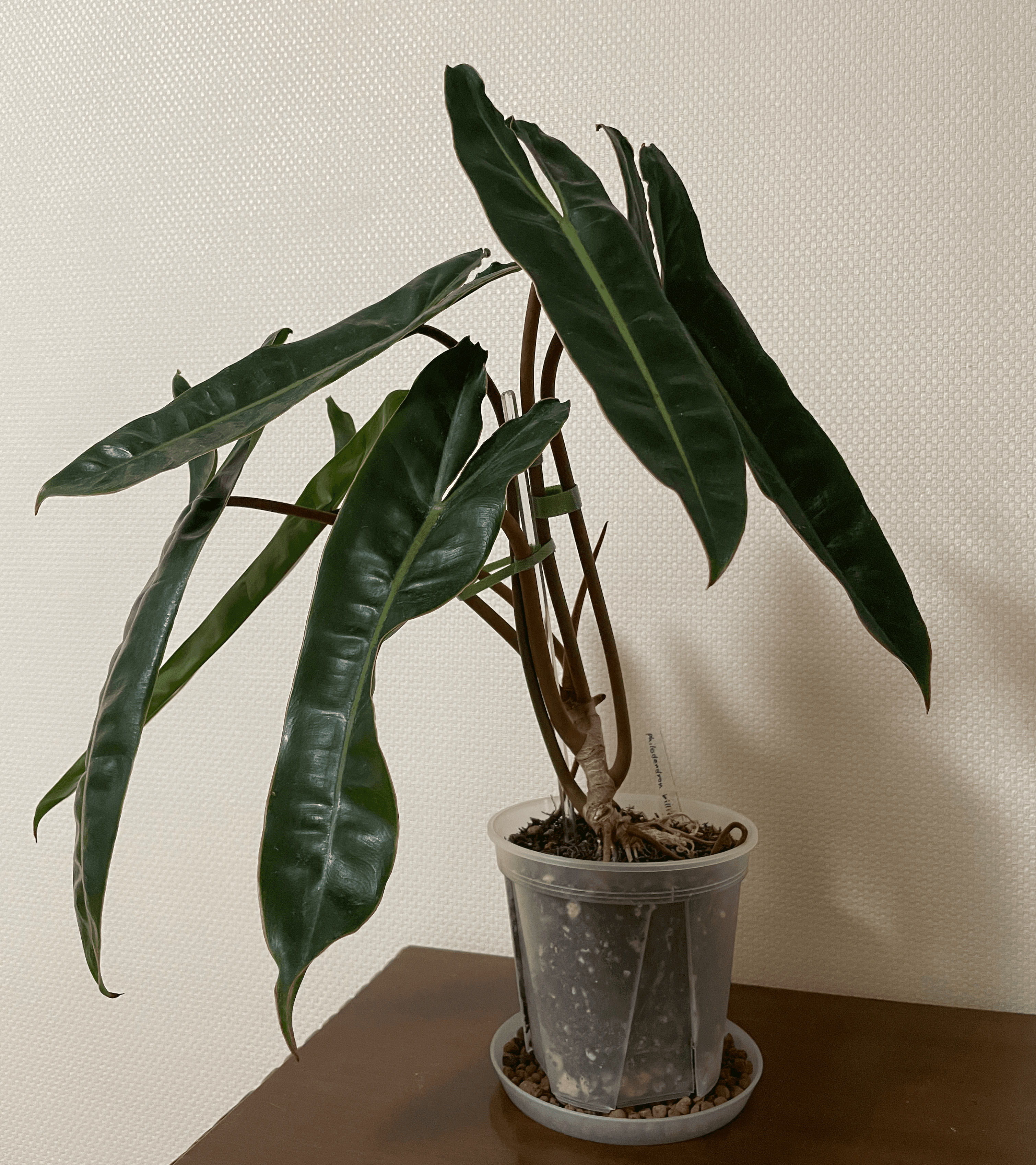 plant photo