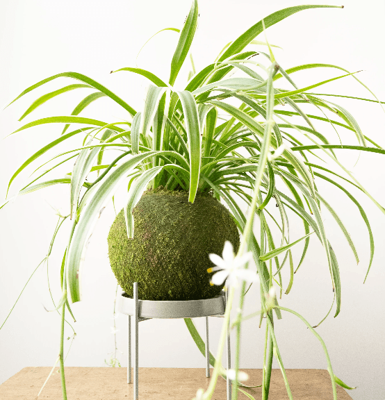 plant photo