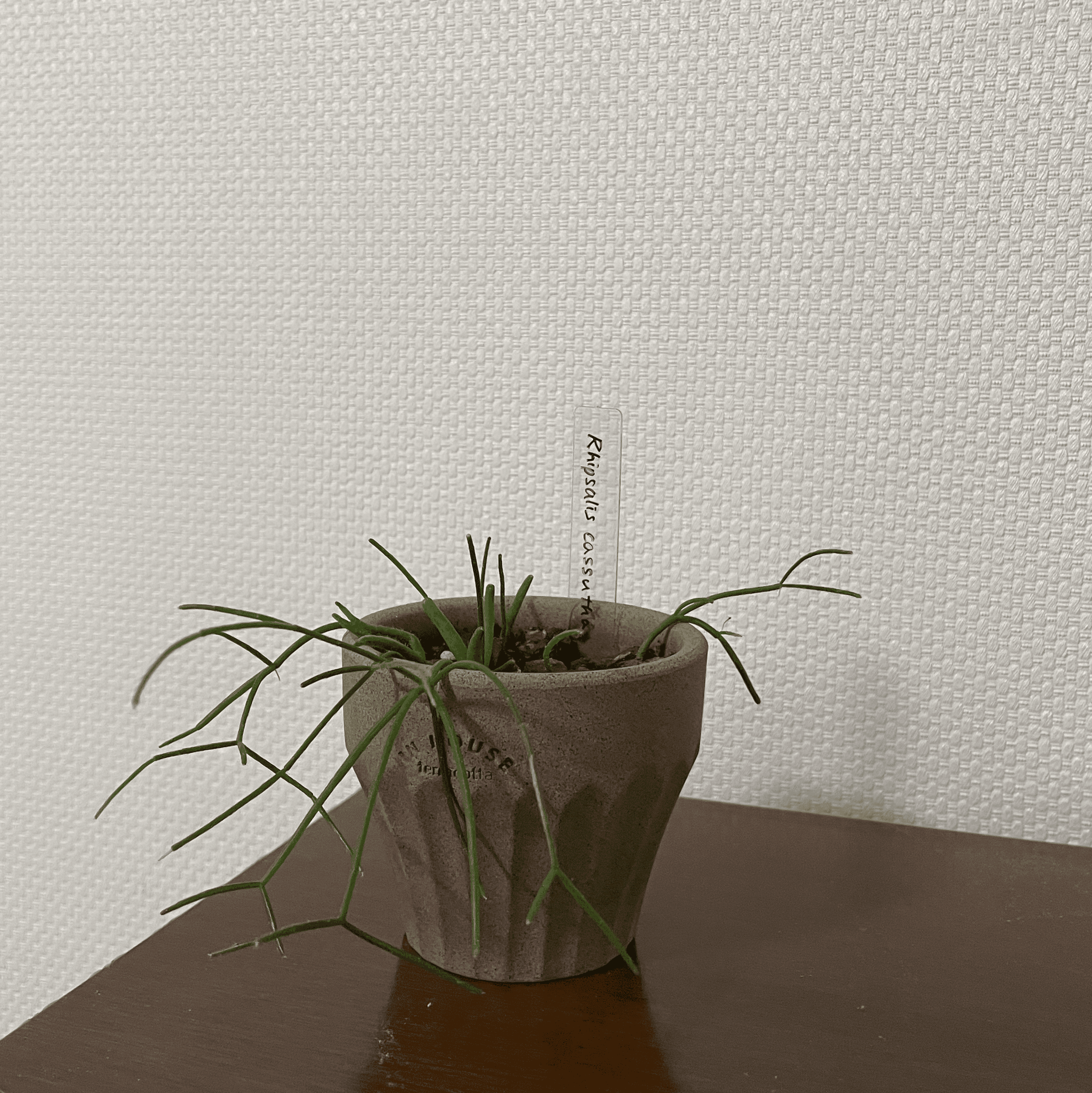 plant photo