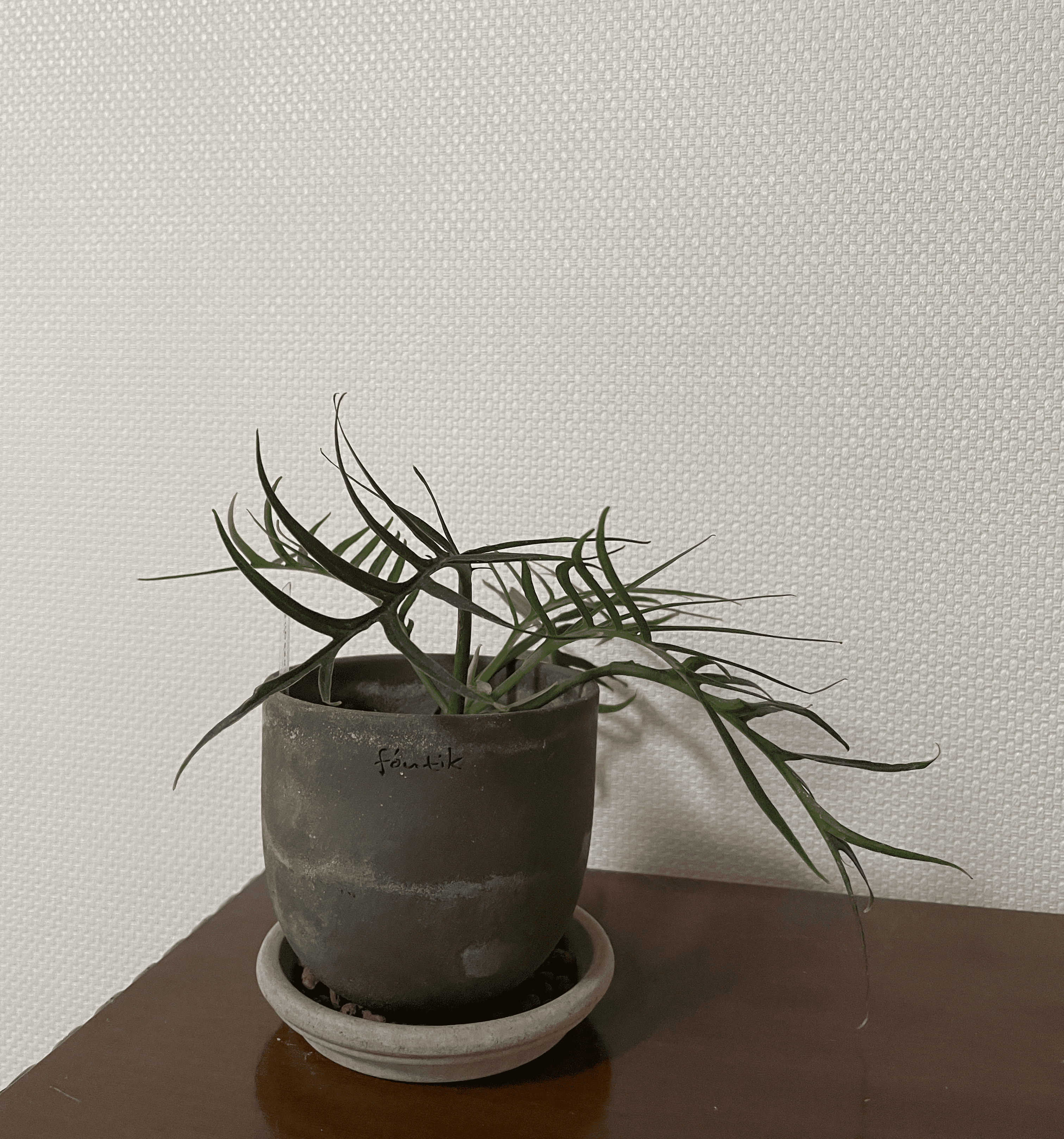 plant photo