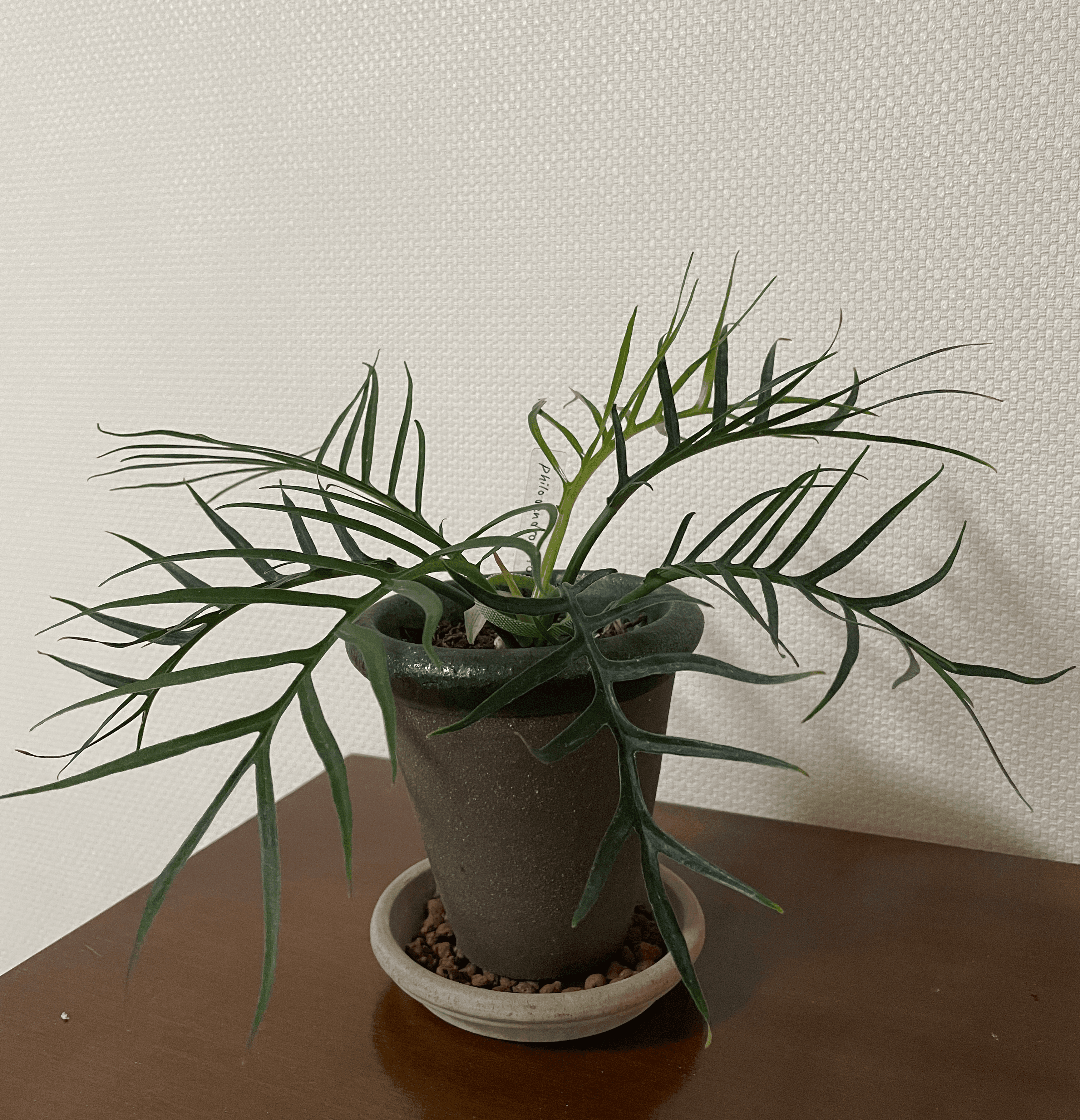 plant photo